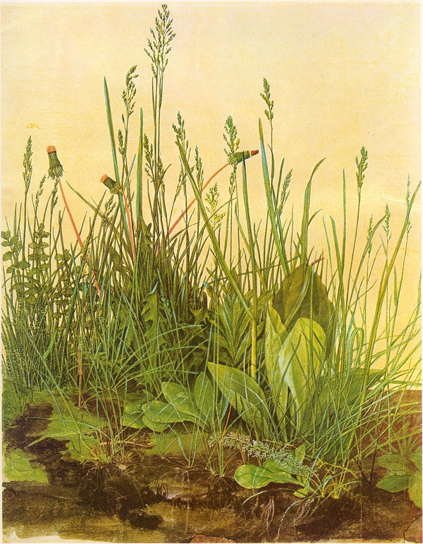 Great Piece of Turf by Albrecht Dürer