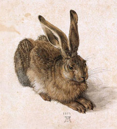 Feldhase Albrecht Dürer