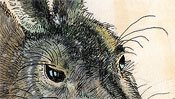 Young Hare after Albrecht Dürer (Detail 1)