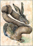 Young Hare after Albrecht Dürer
