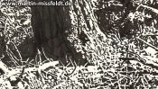 Brandenburg forest floor (Detail 4)