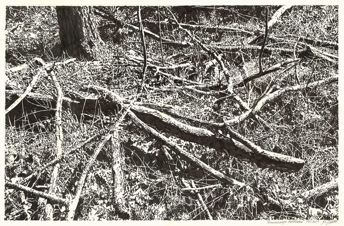 Brandenburg forest floor