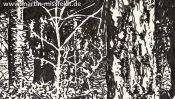 Forest in Lobetal (nature drawing) (Detail 2)