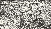 Forest in Lobetal (nature drawing) (Detail 3)