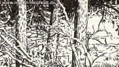 Forest in Lobetal (nature drawing) (Detail 4)