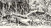 Forest in Lobetal (nature drawing) (Detail 5)