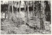 : Forest in Lobetal (nature drawing)