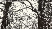 Forest near Chorin, brush pen drawing (Detail 3)