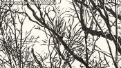 Forest near Chorin, brush pen drawing (Detail 4)