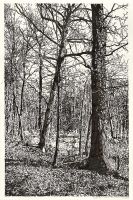 : Forest near Chorin, brush pen drawing