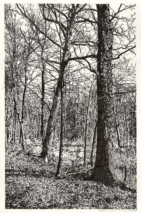 Forest near Chorin, brush pen drawing