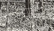 Forrest near Chorin II (ink drawing) (Detail 2)