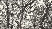 Forrest near Chorin II (ink drawing) (Detail 3)