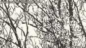 Forrest near Chorin II (ink drawing) (Detail 4)