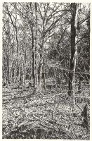 : Forrest near Chorin II (ink drawing)