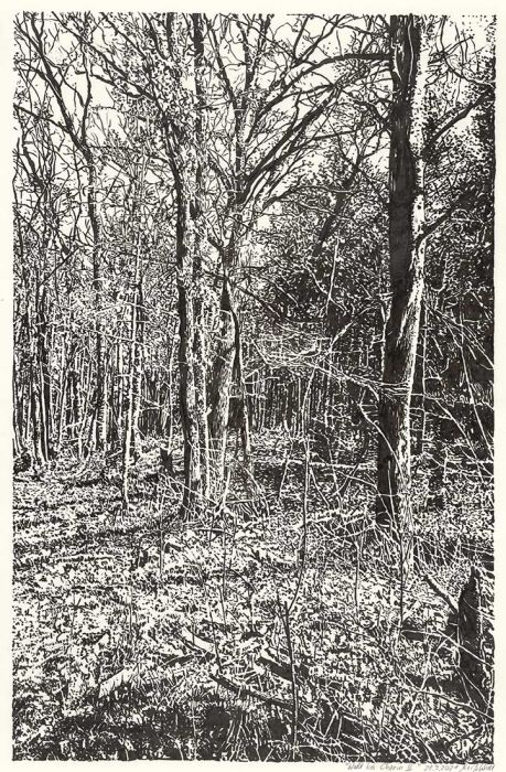 Forrest near Chorin II (ink drawing)