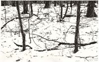 : In the realm of the winter prince