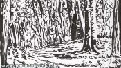 Landscape drawing: forest near Chorin monastery (Detail 1)