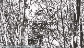 Landscape drawing: forest near Chorin monastery (Detail 2)