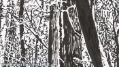 Landscape drawing: forest near Chorin monastery (Detail 3)