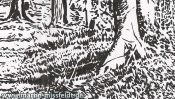 Landscape drawing: forest near Chorin monastery (Detail 4)