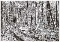 : Landscape drawing: forest near Chorin monastery