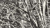 Lobetal forest edge (drawing) (Detail 1)