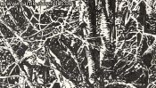 Lobetal forest edge (drawing) (Detail 2)