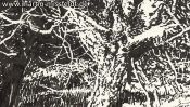 Lobetal forest edge (drawing) (Detail 4)