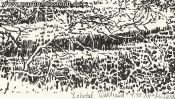 Lobetal forest edge (drawing) (Detail 5)