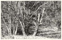 : Lobetal forest edge (drawing)