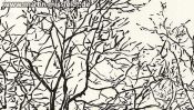 Lobetal trees (brush pen drawing) (Detail 2)