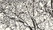 Lobetal trees (brush pen drawing) (Detail 3)