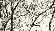 Lobetal trees (brush pen drawing) (Detail 4)