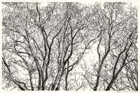 : Lobetal trees (brush pen drawing)