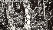 Magic forest near Chorin (forest landscape) (Detail 2)