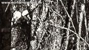 Magic forest near Chorin (forest landscape) (Detail 3)