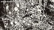 Magic forest near Chorin (forest landscape) (Detail 4)