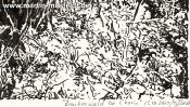 Magic forest near Chorin (forest landscape) (Detail 5)
