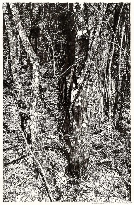 Magic forest near Chorin (forest landscape)
