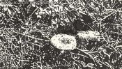 Playground at Gorinsee (Drawing) (Detail 1)