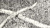 Schorfheide forest edge (Detail 1)