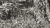 Schorfheide forest edge (Detail 2)