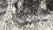 Schorfheide forest edge (Detail 3)