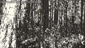 Schorfheide forest edge (Detail 4)