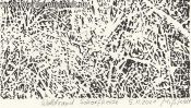 Schorfheide forest edge (Detail 5)