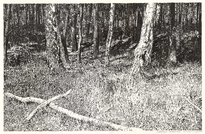 Schorfheide forest edge