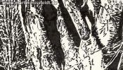 Tree in Lobetal (Brush Pen Drawing) (Detail 1)