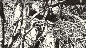 Tree in Lobetal (Brush Pen Drawing) (Detail 2)