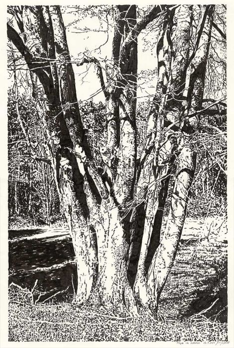 Tree in Lobetal (Brush Pen Drawing)